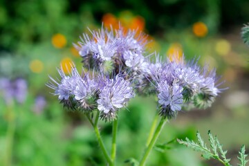 Obraz premium Flowering of phacelia in the garden, siderata and honey plant. Selective focus