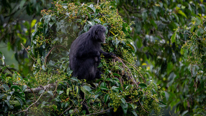 East Javan langur (Trachypithecus auratus), also known as the ebony lutung, budeng, Javan langur or Javan lutung on the tree