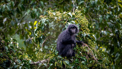East Javan langur (Trachypithecus auratus), also known as the ebony lutung, budeng, Javan langur or Javan lutung on the tree