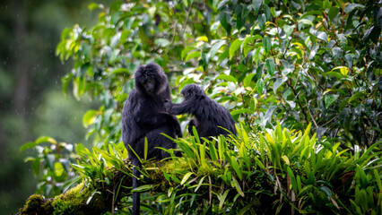 East Javan langur (Trachypithecus auratus), also known as the ebony lutung, budeng, Javan langur or Javan lutung on the tree