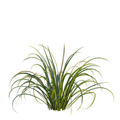 Fototapeta premium Cymbopogon citratus tree, front view, cutout, transparent background, isolate, Elevation, Green grass texture, detailed closeup, vibrant summer meadow, lush foliage, natural landscape