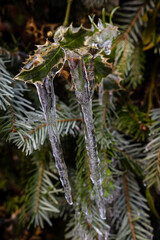Close-up of spruce branches and an english holly covered with clear ice after freezing rain. Frozen evergreen needles and cone creating a natural winter detail with icy textures and shallow depth.
