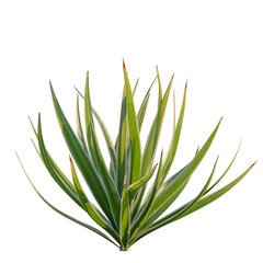 Obraz premium Bright edge yucca tree, front view, cutout, transparent background, isolate, Elevation, Yucca plant close-up, detailed foliage, desert flora, southwestern landscape, botanical illustration