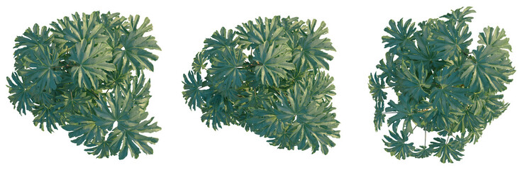 Tetrapanax papyriferus tree plan, top view, cutout, transparent background, isolate, Detailed Philodendron Birkin Leaf Texture, Tropical Plant Close-Up, Green Foliage, Natural Pattern © DH Tree Stock