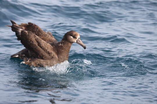 The black-footed albatross (Phoebastria nigripes) is a large seabird of the albatross family Diomedeidae from the North Pacific. This photo was taken in Japan.