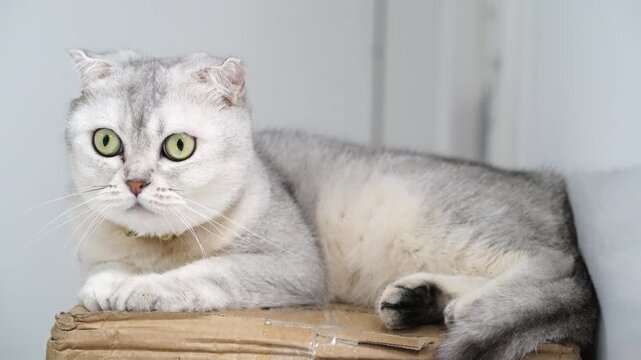 Fluffy gray cat with folded ears resting in cardboard box, showcasing calm demeanor and slightly annoyed expression, while its soft fur and unique features create inviting atmosphere