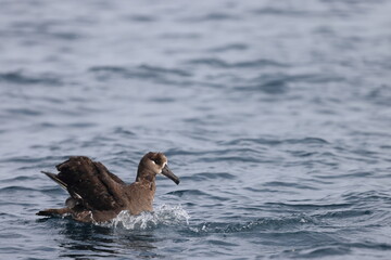 The black-footed albatross (Phoebastria nigripes) is a large seabird of the albatross family Diomedeidae from the North Pacific. This photo was taken in Japan.