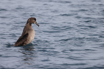 The black-footed albatross (Phoebastria nigripes) is a large seabird of the albatross family Diomedeidae from the North Pacific. This photo was taken in Japan.