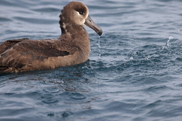 The black-footed albatross (Phoebastria nigripes) is a large seabird of the albatross family Diomedeidae from the North Pacific. This photo was taken in Japan.