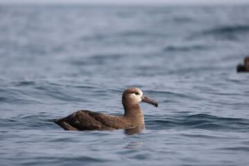 The black-footed albatross (Phoebastria nigripes) is a large seabird of the albatross family Diomedeidae from the North Pacific. This photo was taken in Japan.