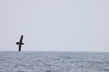 Short-tailed shearwater or slender-billed shearwater (Ardenna tenuirostris), also called yolla or moonbird in Japan