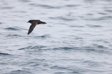 Short-tailed shearwater or slender-billed shearwater (Ardenna tenuirostris), also called yolla or moonbird in Japan
