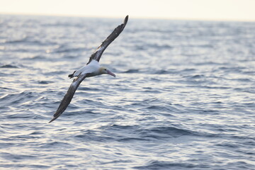 The short-tailed albatross or Steller's albatross (Phoebastria albatrus) is a large rare seabird from the North Pacific. This albatross is Senkaku island species.