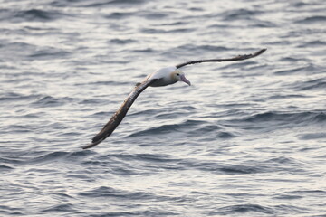 The short-tailed albatross or Steller's albatross (Phoebastria albatrus) is a large rare seabird from the North Pacific. This albatross is Senkaku island species.