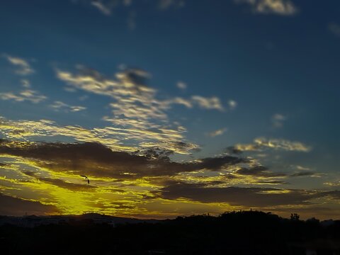 amanhecer  brilho passarinho voando