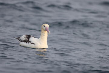 The short-tailed albatross or Steller's albatross (Phoebastria albatrus) is a large rare seabird from the North Pacific. This albatross is Senkaku island species.