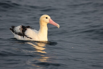 The short-tailed albatross or Steller's albatross (Phoebastria albatrus) is a large rare seabird from the North Pacific. This albatross is Senkaku island species.