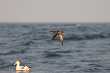 Short-tailed shearwater or slender-billed shearwater (Ardenna tenuirostris), also called yolla or moonbird in Japan