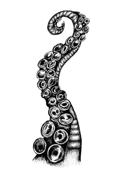 Black and white pen and ink illustration of a tentacle in a tattoo style