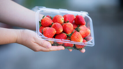 Strawberries in a plastic box in a woman's hand.