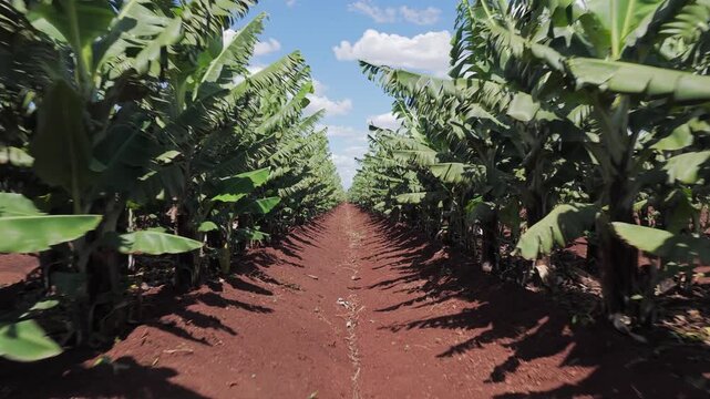 Low POV flight between rows of banana palm trees in orchard farm