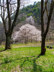 Fototapeta premium 桜が咲いた山の都市緑地公園