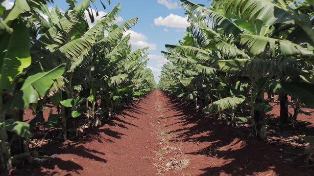 POV among straight rows of banana palms in commercial fruit orchard