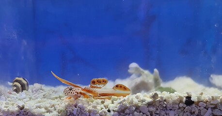 The Flaming Prawn Goby - (Discordipinna griessingeri)