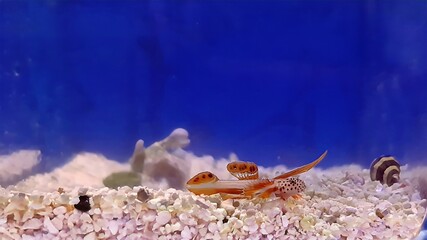 The Flaming Prawn Goby - (Discordipinna griessingeri)