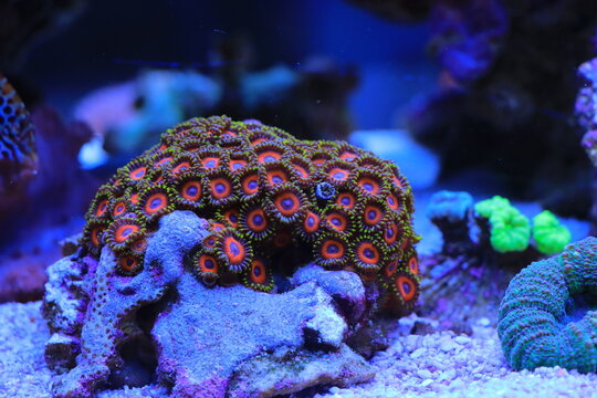 Maricultured zoanthids polyps colony in close up scene