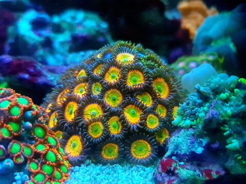 Maricultured zoanthids polyps colony in close up scene