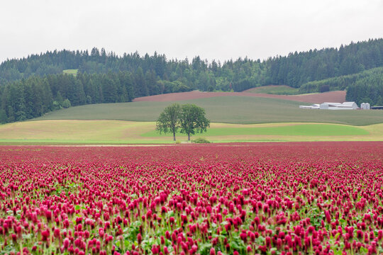 A red clover field in Oregon on a rainy spring day