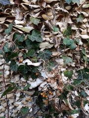 冬枯れの森の散歩。陽だまりが優しい。マムシグサが朱色の実を付けたまま倒れていた。モノトーンの森の中、直射日光を浴びて、マムシグサはひと際鮮やかに目立っていた。森は、あたかも静かな長い眠りについているようだ。歩きつつ空を仰ぎ、足元のシダを眺め、樹木に絡みつく蔦を目で追った。ぐんぐん空に向かって伸びている蔦。誰も居ない森の中。でもたくさんの生命体が息づいている。私も息づいている。