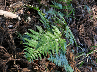 冬枯れの森の散歩。陽だまりが優しい。マムシグサが朱色の実を付けたまま倒れていた。モノトーンの森の中、直射日光を浴びて、マムシグサはひと際鮮やかに目立っていた。森は、あたかも静かな長い眠りについているようだ。歩きつつ空を仰ぎ、足元のシダを眺め、樹木に絡みつく蔦を目で追った。ぐんぐん空に向かって伸びている蔦。誰も居ない森の中。でもたくさんの生命体が息づいている。私も息づいている。