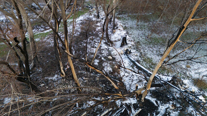 High angle view of charred tree remains and burnt branches in a winter woodland with light snow on the ground after a fire