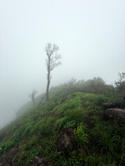 Obraz premium misty morning in the forest