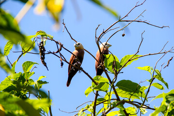 Fototapeta premium Lonchura maja bird, also known as White-headed Munia perched on its nest with blue sky background