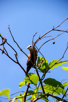 Lonchura maja bird, also known as White-headed Munia perched on its nest with blue sky background