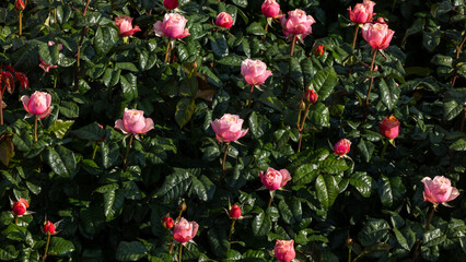 Beautiful roses in full bloom at the mountain rose garden,  Roses bloom on hillside green mountain and blue sky, Roses garden filled roses in full bloom.