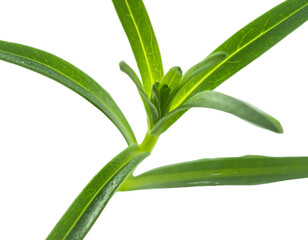 Obraz premium Vibrant green plant stem with elongated leaves reaching upward