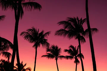 Selbstklebende Fototapeten Hochrot Bright orange and pink sky and the silhouettes of palm trees.  © Saeedatun