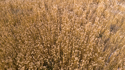 Full frame aerial texture of dense golden brown reeds in a winter marshland creating a uniform natural pattern