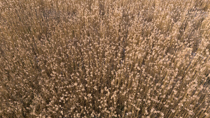 Detailed aerial shot of the tops of dried reeds in a winter field creating a soft textured background