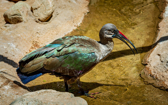 A hadada ibis in a wildlife sanctuary near Phoenix Arizona