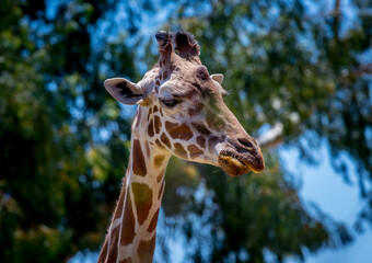 A reticulated giraffe in a wildlife sanctuary near Phoenix Arizona © Scott Bufkin