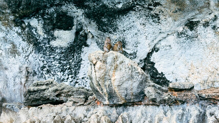 Monkey family on the stone in Phuket, Thailand