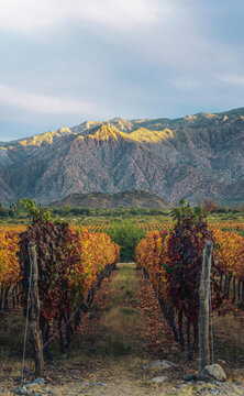 Vertical view of autumn vineyard rows with golden sunlight hitting Andes mountain peaks in Argentina