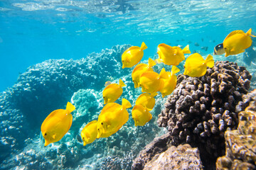 School of yellow tang swimming over coral reef in clear tropical water at Captain Cook, Big Island, Hawaii, United States. © Gary