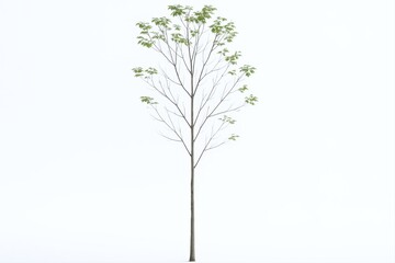 Young Tree with Green Leaves Isolated on White Background, Perfect for Landscaping and Architectural Visualization