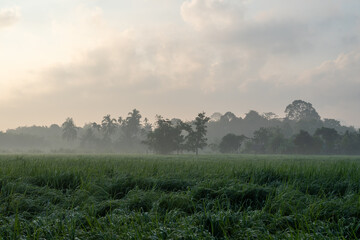 Peaceful green field nature landscape with morning mist and fog under cloudy sky during summer sunrise showing calm serenity and outdoor beauty